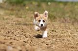 CORGI PEMBROKE 417
